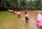 Pune | जिल्ह्यातील भात लागवडी उरकल्या