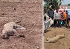 Kadus death leopard | कडूसमध्ये बिबट्याचा संशयास्पद मृत्यू; अरगडे शिवारात आढळला मृतदेह
