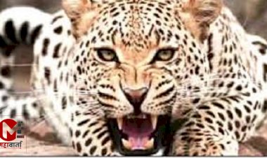 आंबेगाव तालुक्यातील पूर्व भागात बिबट्याच्या हल्ल्यात तीन जनावरे ठार