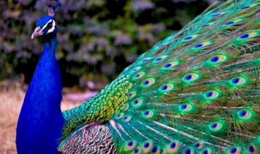 खेड तालुक्यात दावडी येथील घटना ; १५ मोरांचा मृत्यू