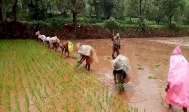 Pune | जिल्ह्यातील भात लागवडी उरकल्या