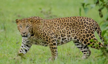Pune leopard | जुन्नर वन विभागात बिबट्या संघर्ष कमी करण्यासाठी मोठी कारवाई; ६८ बिबटे जेरबंद, १३ कोटींच्या निधीतून उपाययोजना