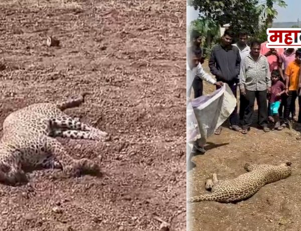 Kadus death leopard | कडूसमध्ये बिबट्याचा संशयास्पद मृत्यू; अरगडे शिवारात आढळला मृतदेह