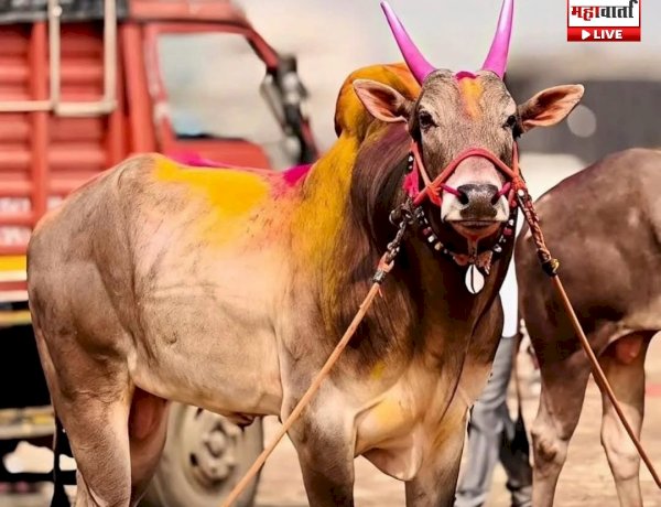 Maval Pune News | भारत केसरी ओम्या बैलाचा मृत्यू; बैलगाडा विश्वावर शोककळा