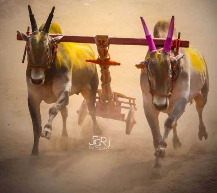 बैलगाडा मालकांच्या आशा पल्लवित सर्वोच्च न्यायालयात सुनावणीला सुरुवात