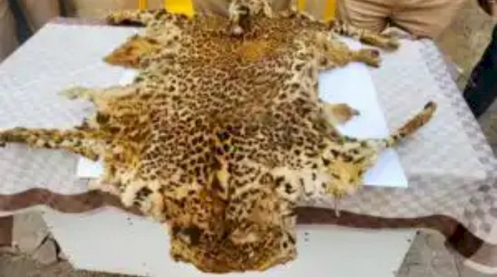 बिबट्याची कातडी तस्करी करणारी टोळी जेरबंद