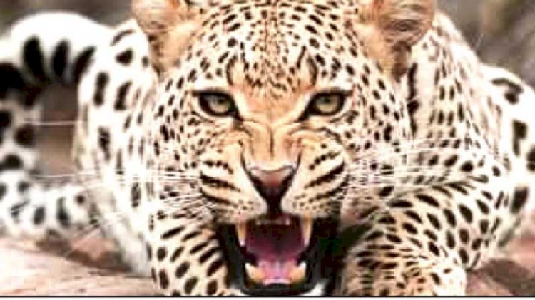 नऊ वर्षाच्या मुलावर बिबट्याचा हल्ला