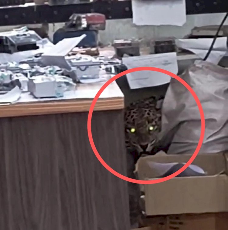 Rajgurungar | चांडोलीच्या महावितरण कार्यालयात शिरलेला बिबट्या जेरबंद