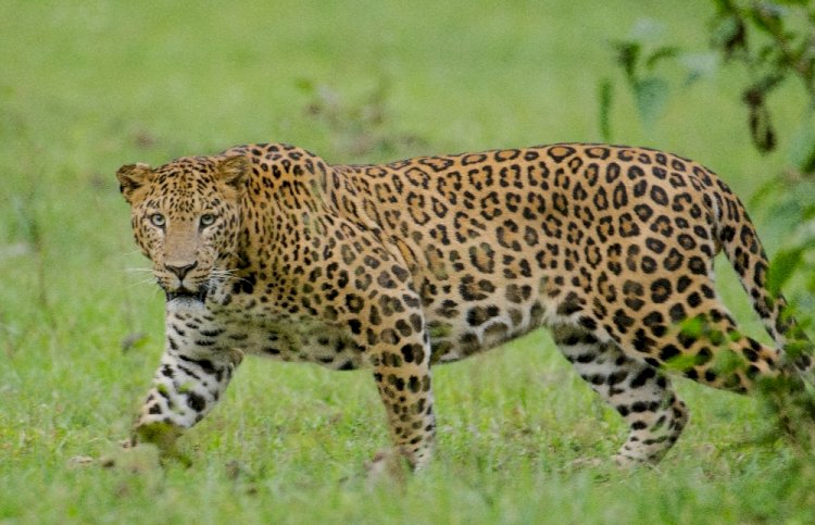 Pune leopard | जुन्नर वन विभागात बिबट्या संघर्ष कमी करण्यासाठी मोठी कारवाई; ६८ बिबटे जेरबंद, १३ कोटींच्या निधीतून उपाययोजना