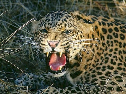 Pune leopard | कोयाळी शिवारात बिबट्या जेरबंद